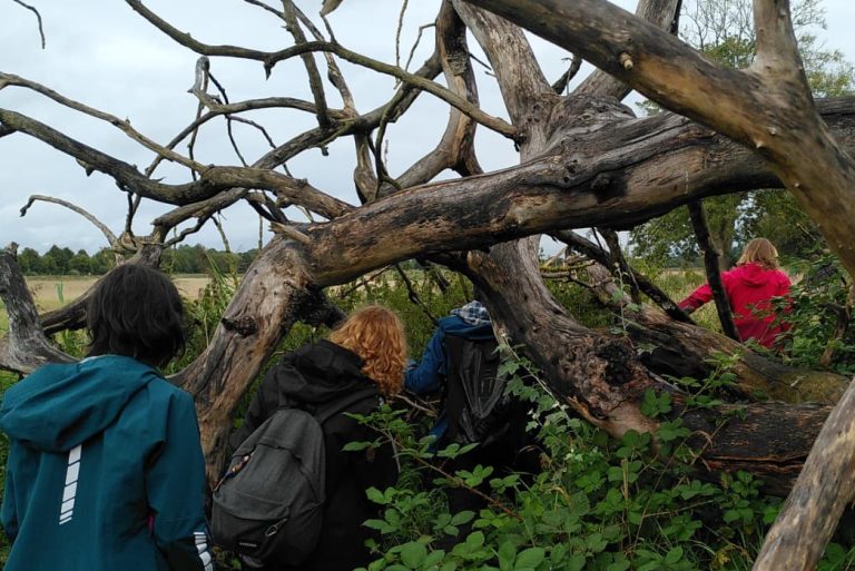 Das Bild zeigt, wie eine Gruppe Menschen gerade durch ein Moor zwischen den Ästen eines großen Baumes durchläuft.