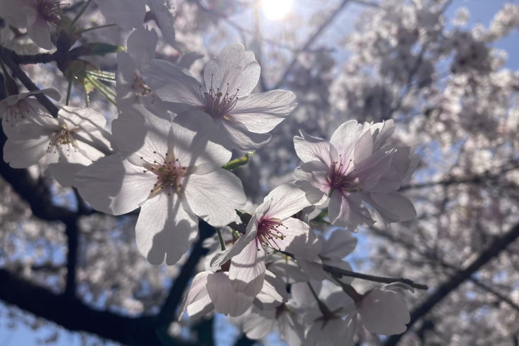 Das Bild zeigt hellrosa blühende Kirschblüten.