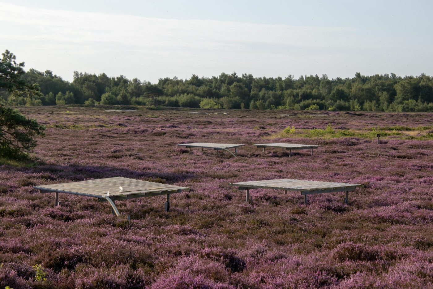 Dachkonstruktion gegen Niederschlag in der blühenden Hiddenseer Heide