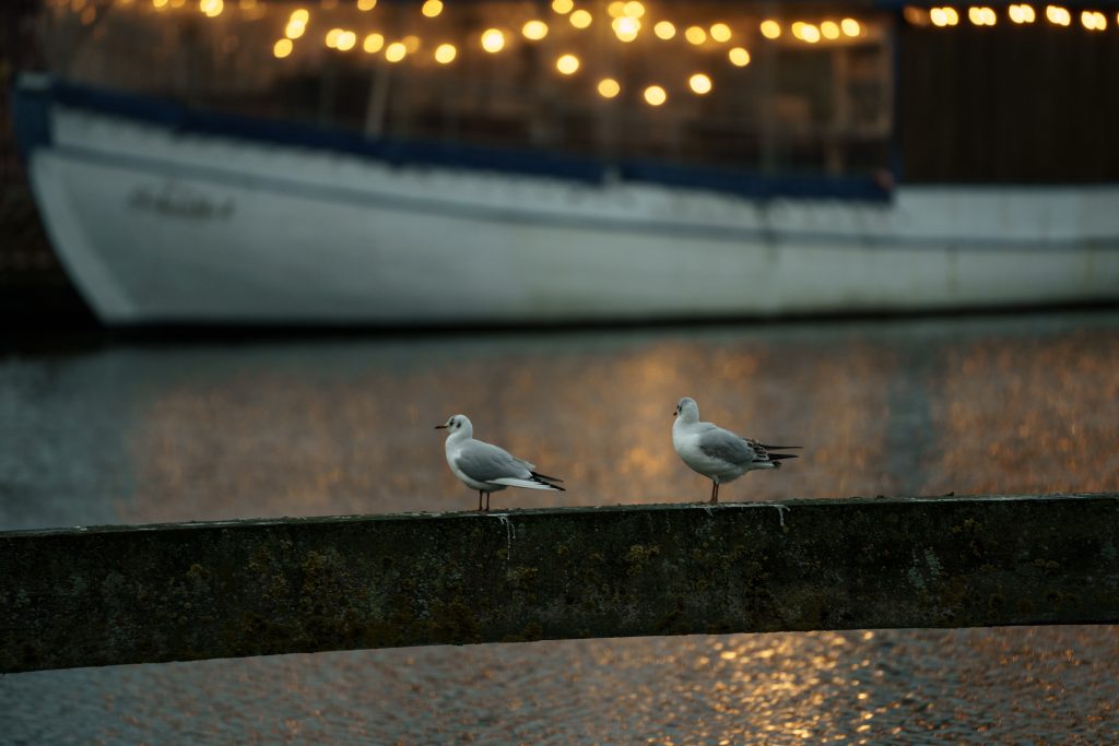 Möwen in der Adventszeit auf dem Fluss Ryck