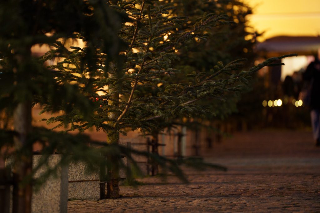 Greifswald im Advent: mehrere Tannenbäume in der Innenstadt