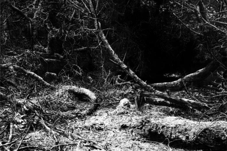 Die Zeichnung in schwarz-weiß zeigt eine Szenerie im Wald. Es sind umgestürzte Bäume zu sehen. Die Zeichnung ist sehr dunkel und durch das Motiv entsteht eine nahezu düstere Stimmung